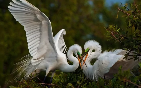 HD desktop wallpaper featuring a close-up of two elegant egrets with outstretched wings amidst lush green foliage.