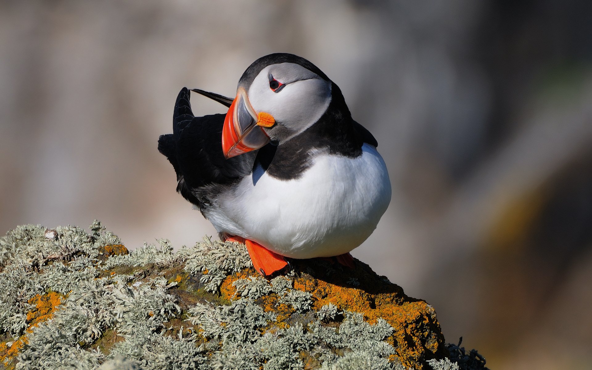 HD PC desktop wallpaper showing a puffin perched on a lichen-covered rock, vivid orange beak and feet against a softly blurred natural background.