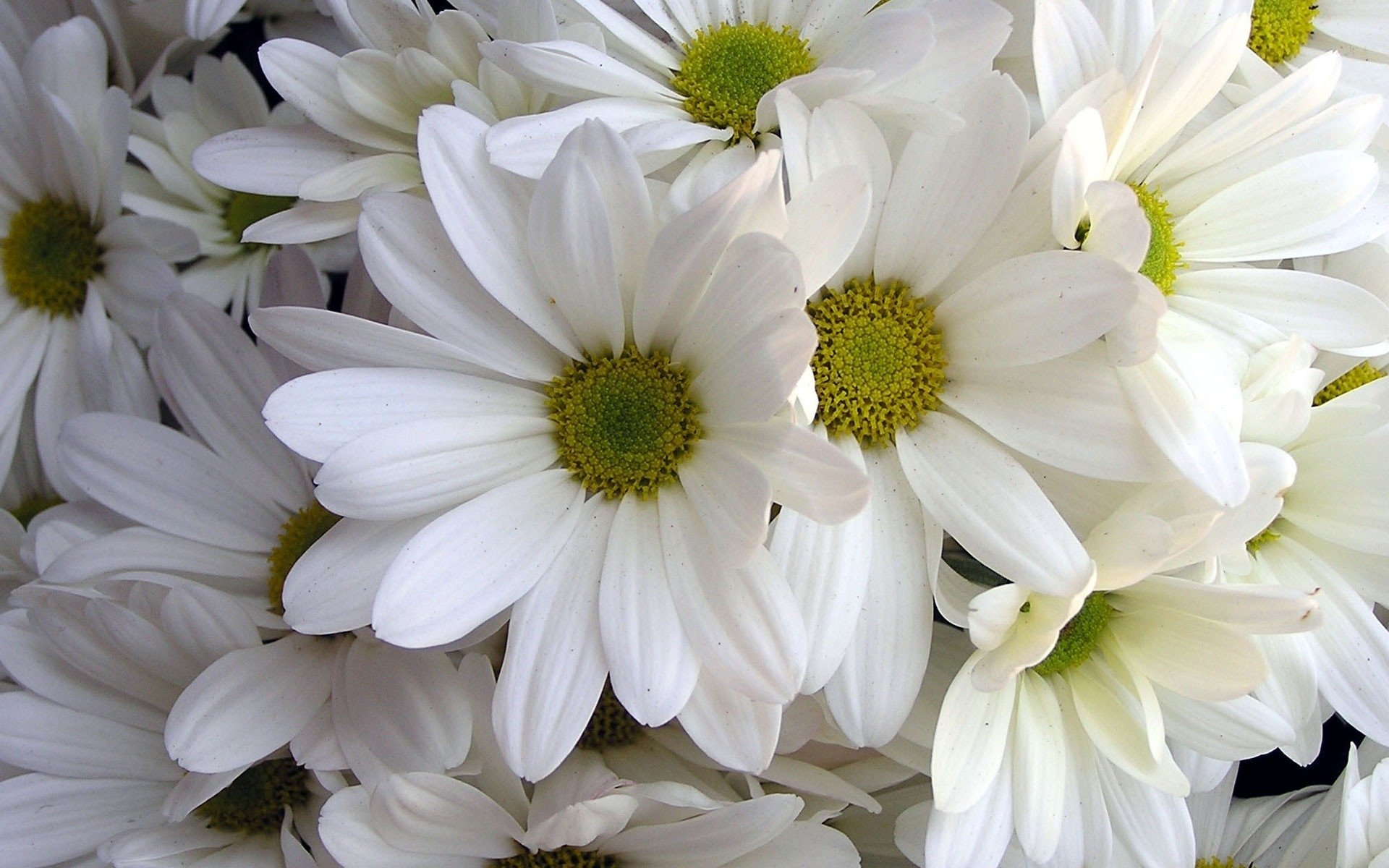 HD desktop wallpaper featuring a close-up of white daisies with green centers, capturing the delicate beauty of nature and flowers.