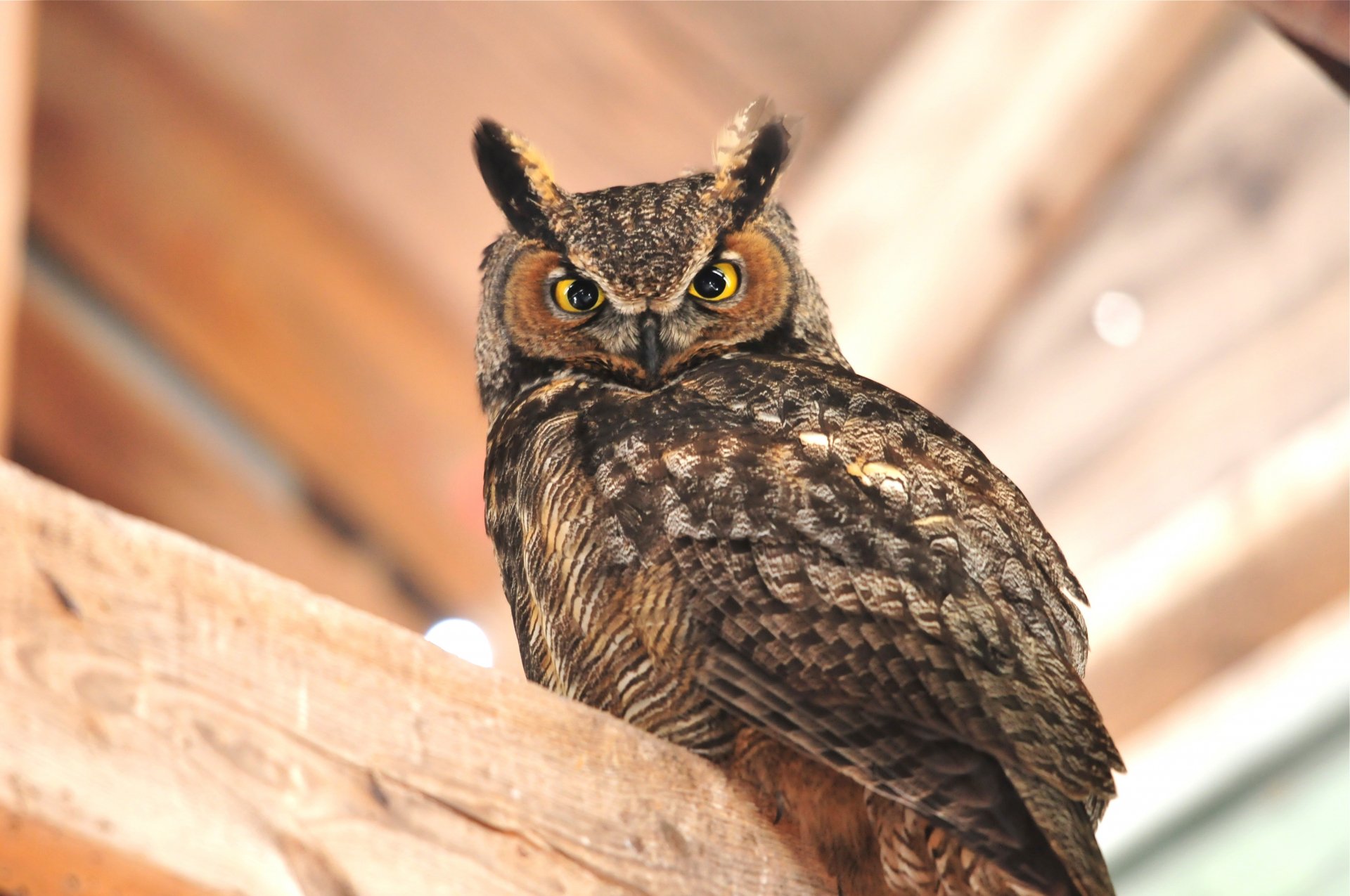 Great horned owl 4k Ultra HD Wallpaper | Background Image | 4288x2848 | ID:338235 - Wallpaper Abyss