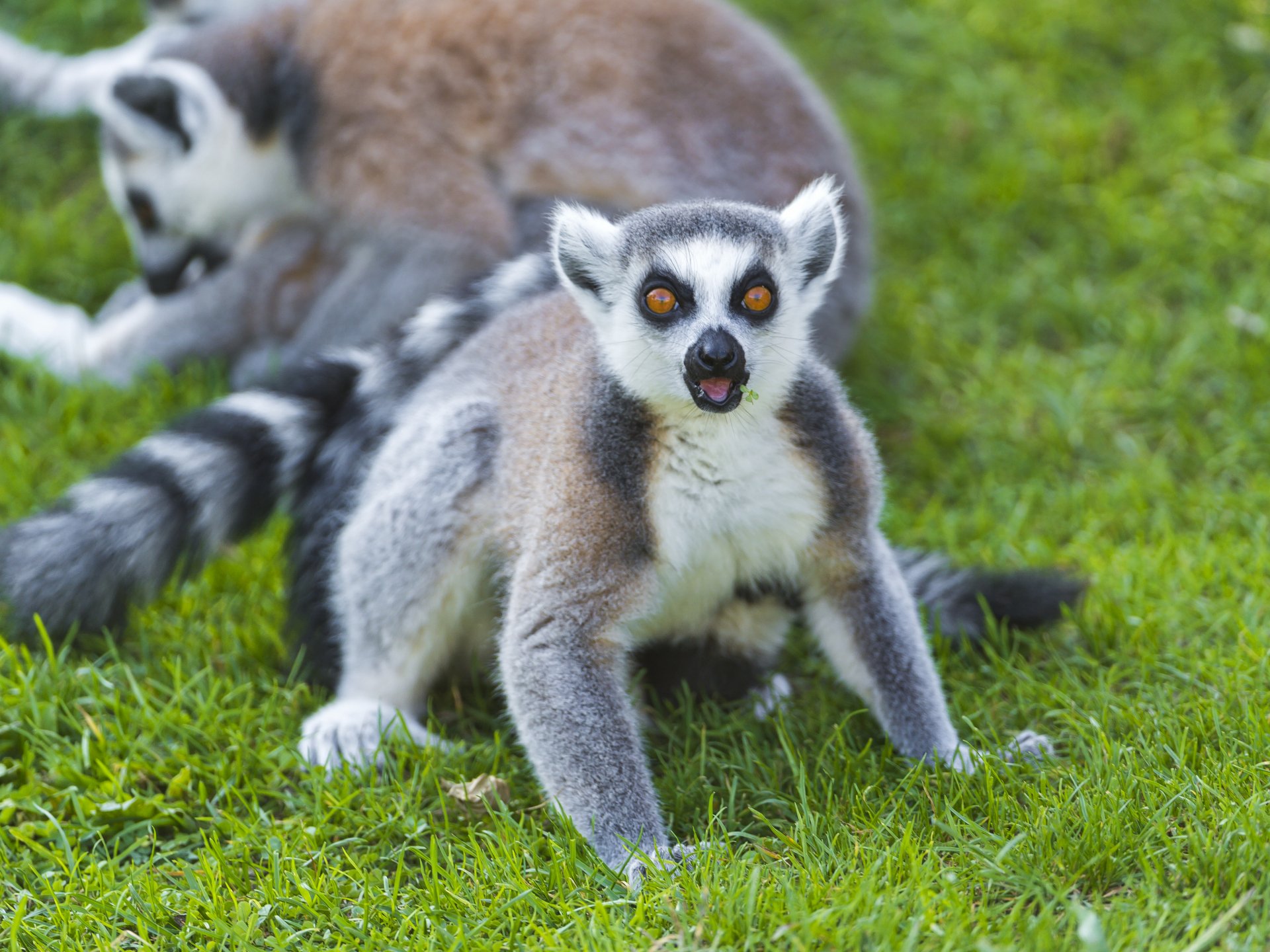 HD desktop wallpaper featuring two lemurs on green grass, with one lemur prominently looking forward.