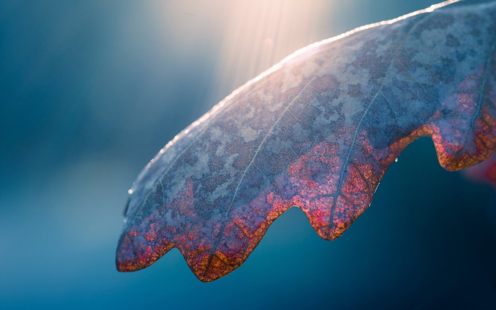 Download Nature Leaf Wallpaper