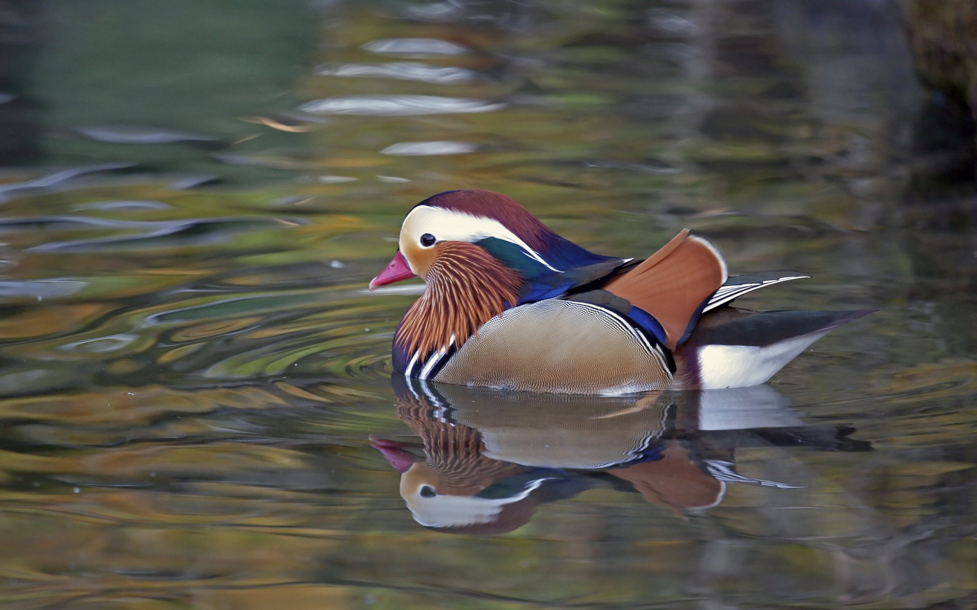 Download Duck Animal Mandarin Duck HD Wallpaper