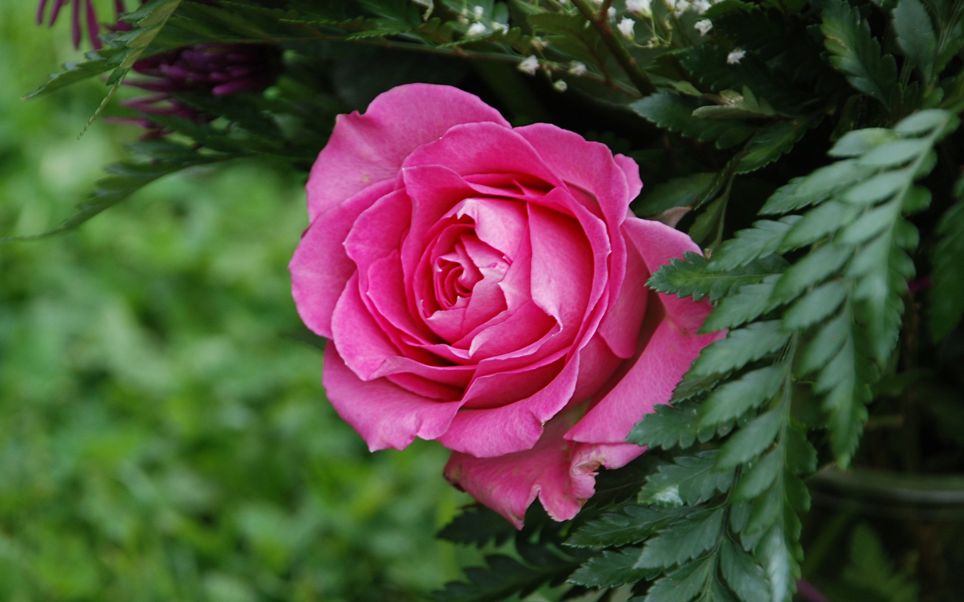Moril-rose for you by Moril | 1920x1200 | Wallpaper Abyss