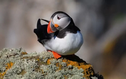 HD PC desktop wallpaper showing a puffin perched on a lichen-covered rock, vivid orange beak and feet against a softly blurred natural background.