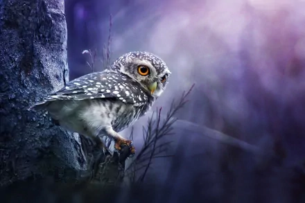 A stunning HD desktop wallpaper featuring a vividly detailed owl perched on a tree branch, against a mystical and dreamy background. The image captures the bird's intense gaze and intricate feather patterns.