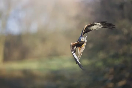 HD PC desktop wallpaper featuring a bird in mid-flight against a blurred natural background, showcasing the grace of wildlife in motion.