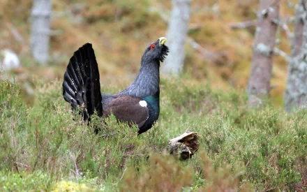 HD desktop wallpaper featuring a western capercaillie standing in a forest clearing surrounded by green shrubs and trees.