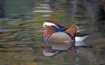 duck Animal mandarin duck HD Desktop Wallpaper | Background Image