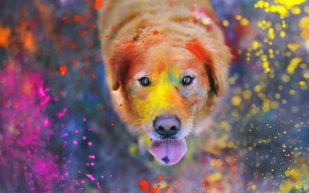 A golden retriever joyfully covered in vibrant Holi colors, sticking out its tongue, is featured in this HD desktop wallpaper and background.