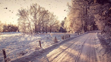 HD desktop wallpaper featuring a serene winter landscape with snow-covered trees, a sunlit path, and gentle snowfall, emphasizing the beauty of nature in winter.