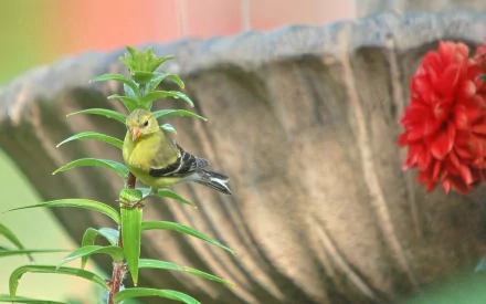  Moril-pose sur une tige de lys
