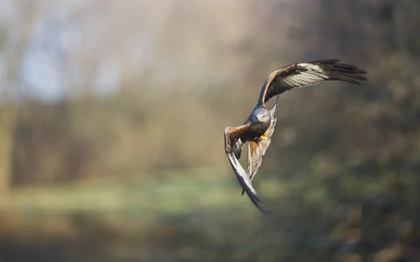 HD PC desktop wallpaper featuring a bird in mid-flight against a blurred natural background, showcasing the grace of wildlife in motion.