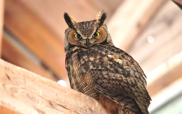 Close-up of a great horned owl perched indoors, captured in 4K Ultra HD for a striking PC desktop wallpaper and background.