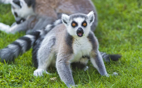 HD desktop wallpaper featuring two lemurs on green grass, with one lemur prominently looking forward.