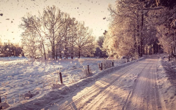 HD desktop wallpaper featuring a serene winter landscape with snow-covered trees, a sunlit path, and gentle snowfall, emphasizing the beauty of nature in winter.