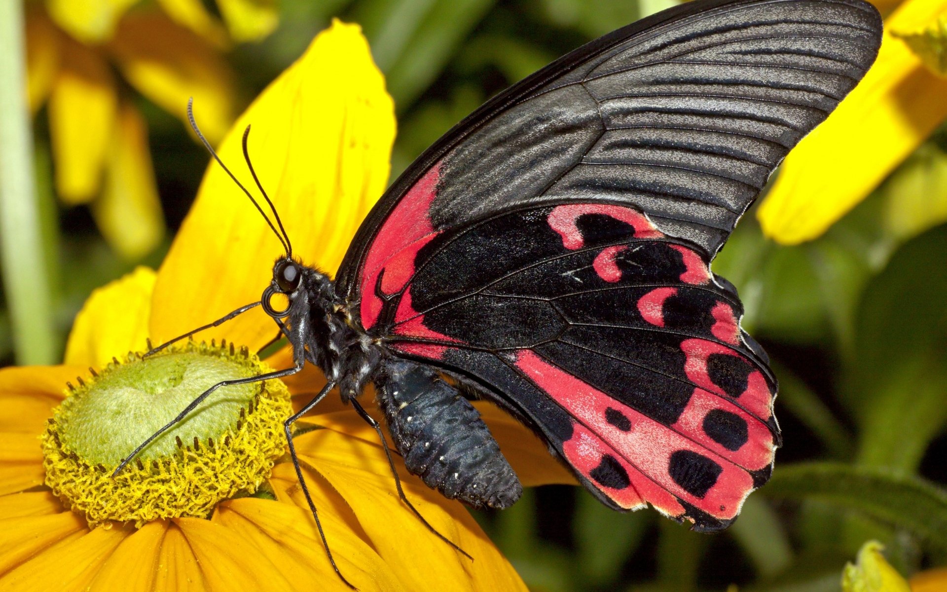 HD desktop wallpaper featuring a close-up of a black and pink butterfly perched on a vibrant yellow flower surrounded by green foliage.