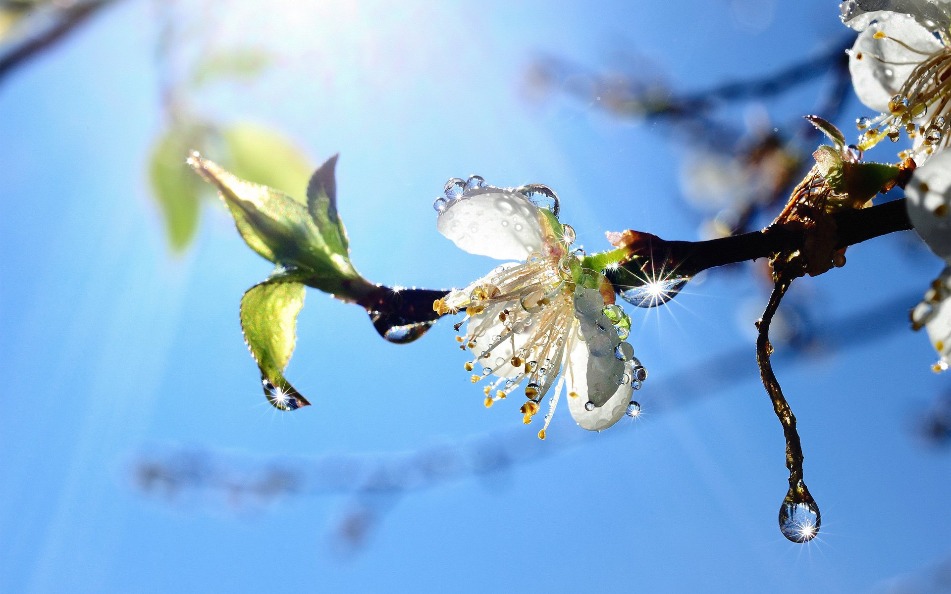 Nature Blossom HD Wallpaper