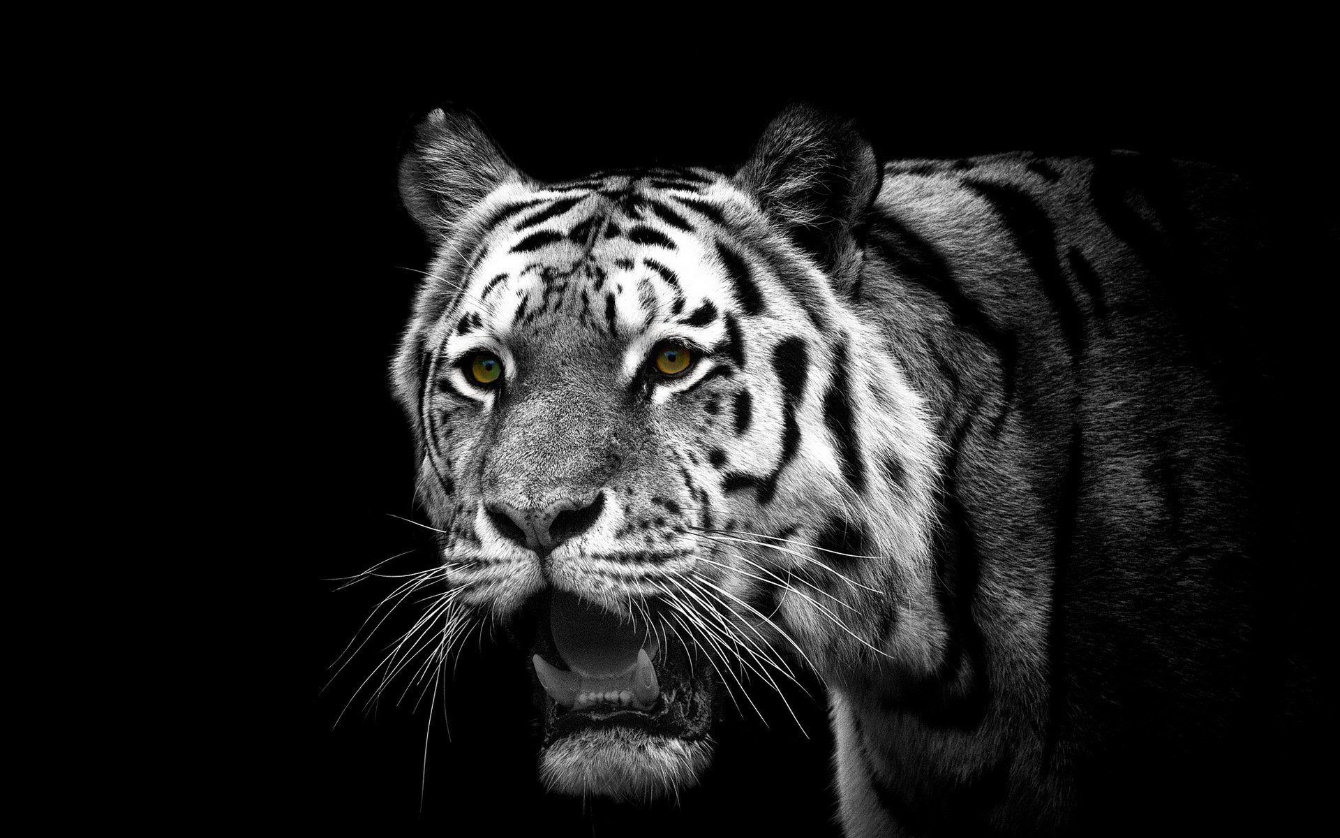 White Tiger HD Wallpaper | Background Image | 1920x1200 ...