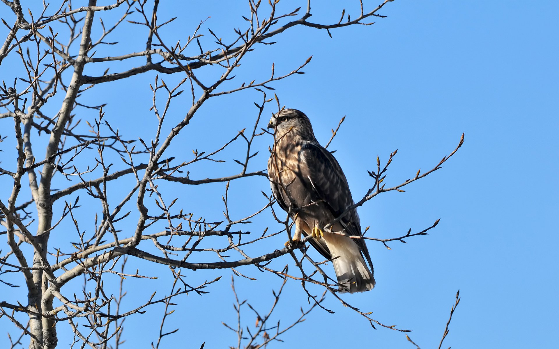 HD PC desktop wallpaper and background: a hawk perched on bare tree branches against a clear blue sky.