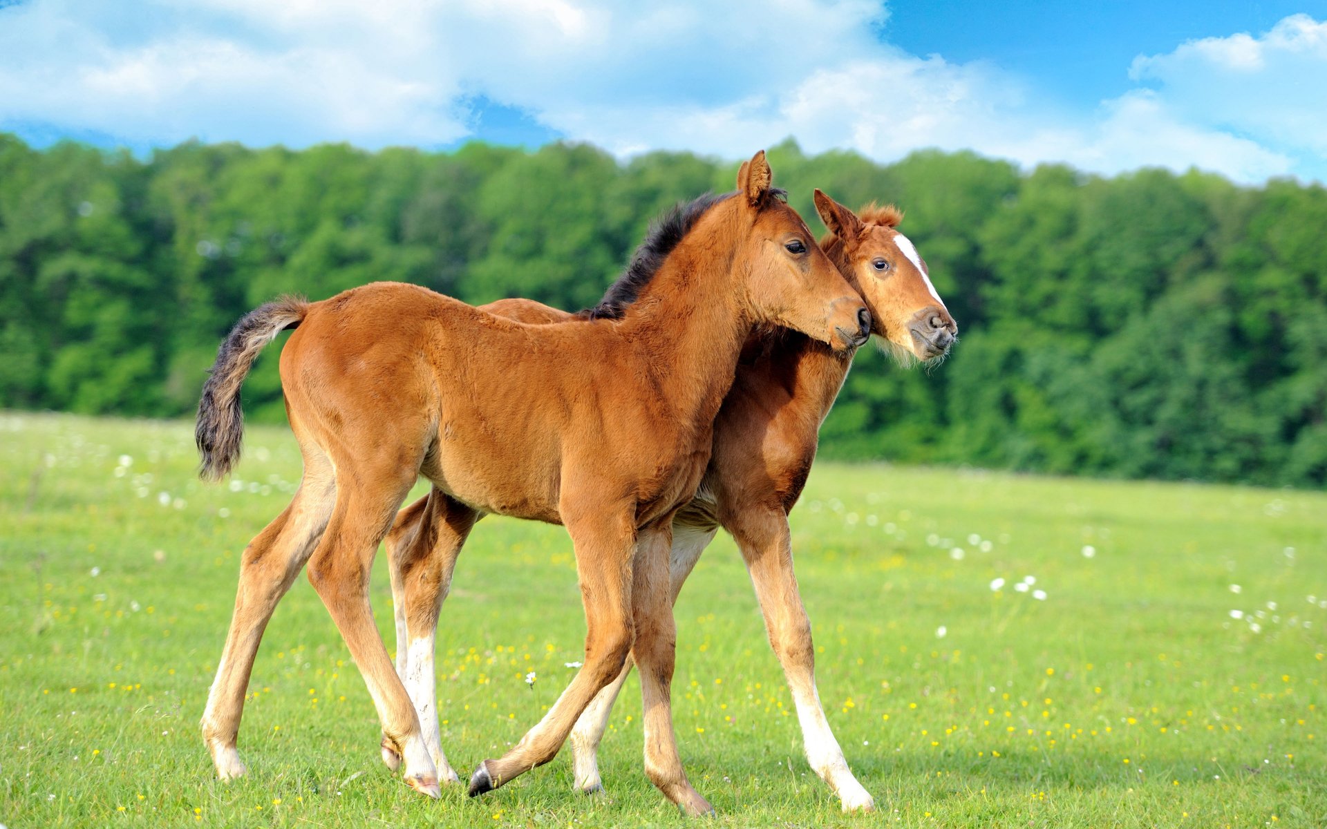 Two young horses stroll through a lush green field under a bright blue sky with scattered clouds. This HD wallpaper portrays a serene, natural landscape.