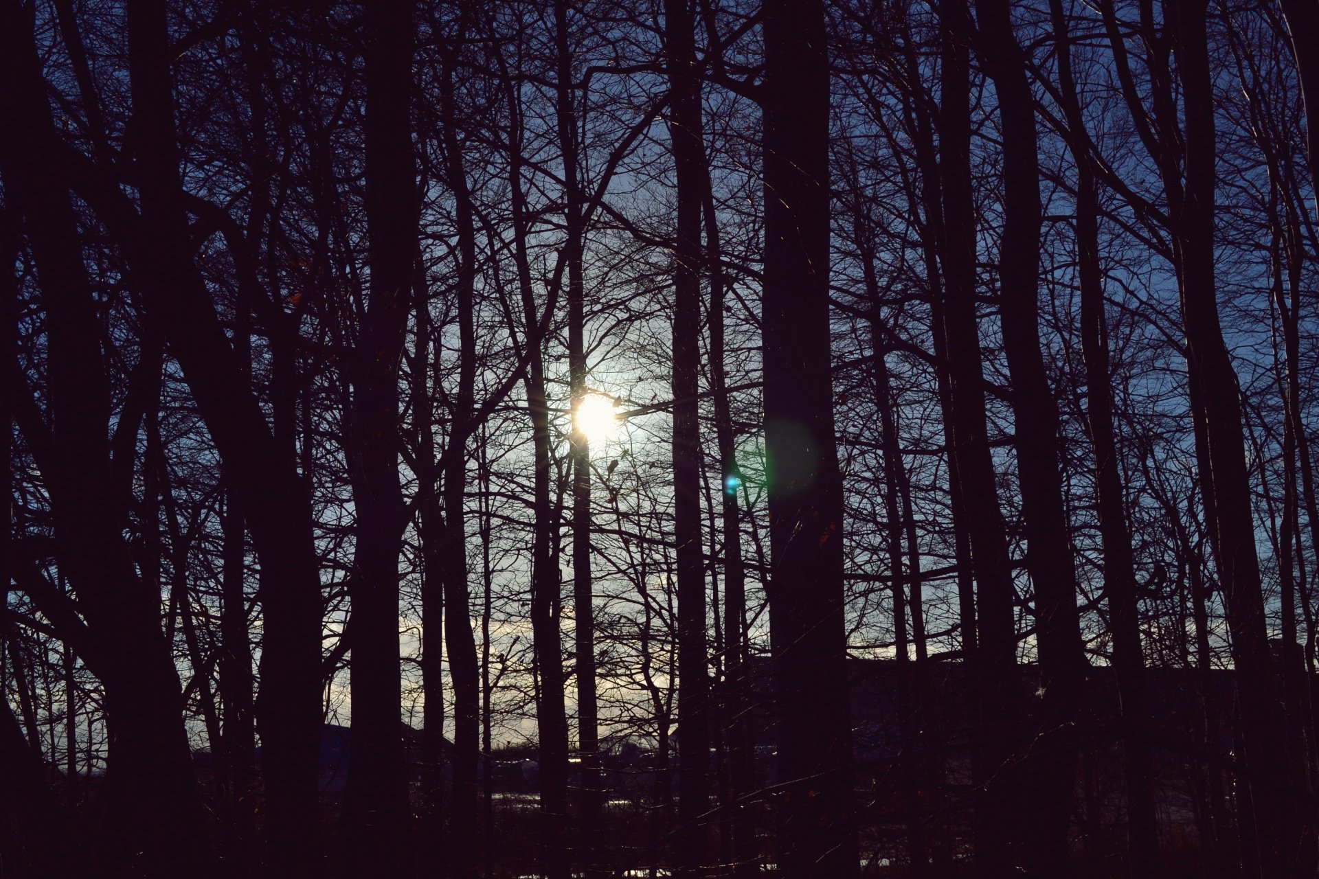 Download Shadow Tree Nature Forest 4k Ultra HD Wallpaper by Tidewarp