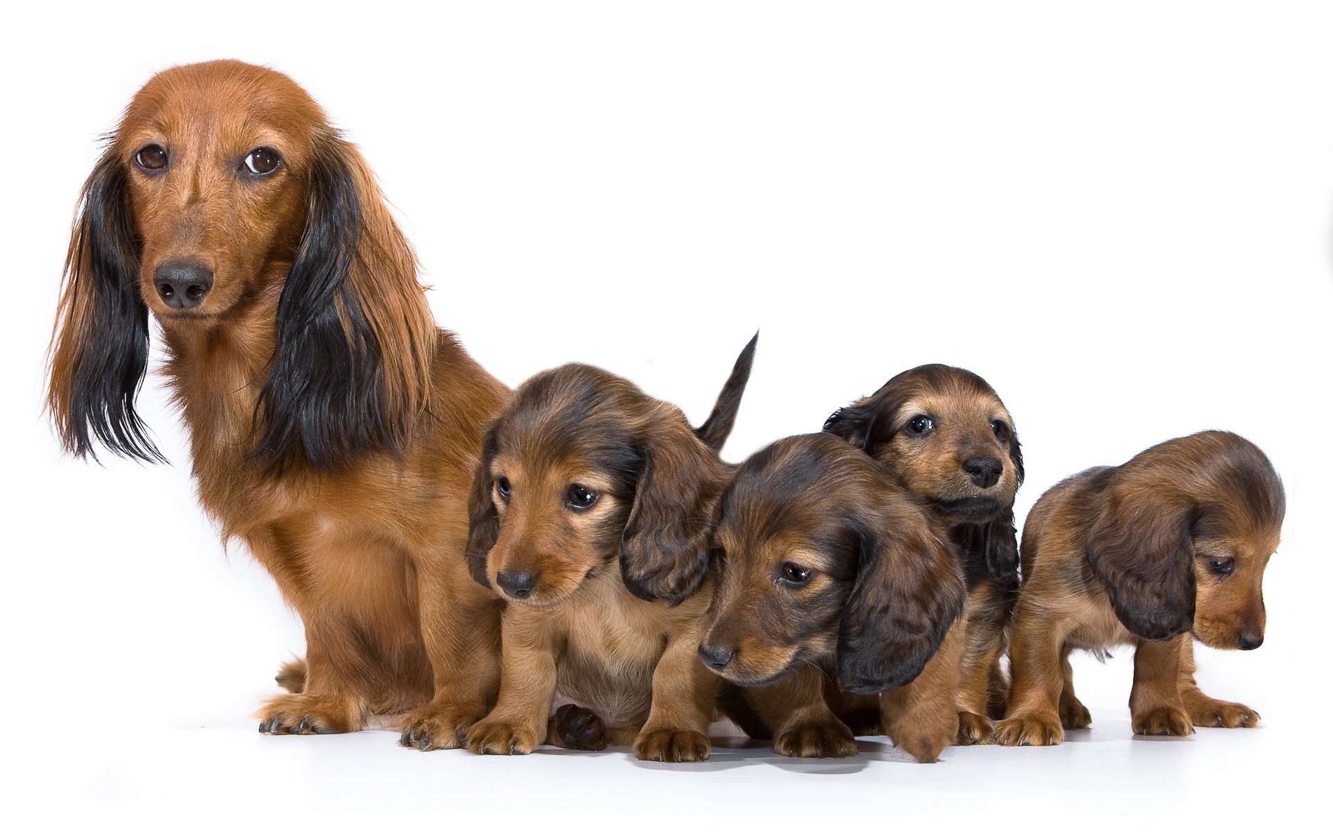 A charming HD wallpaper featuring a playful mother dog and her four adorable puppies, showcasing their soft fur and endearing expressions against a clean background.