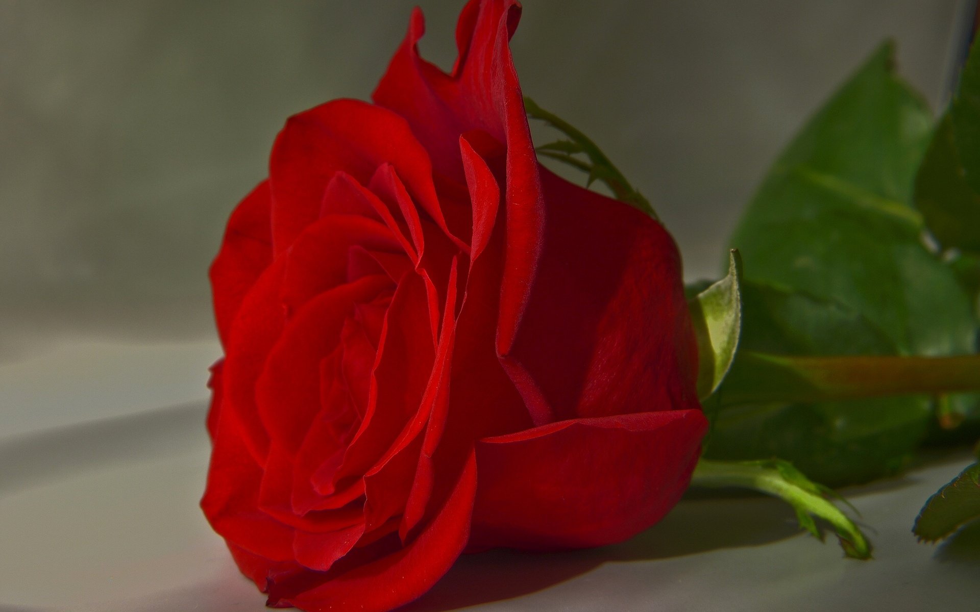 HD desktop wallpaper featuring a vibrant red rose against a soft background, highlighting natural beauty and delicate petals in vivid detail.