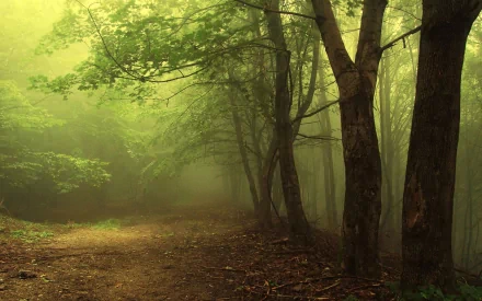 A misty forest path enveloped in fog, with tall trees and lush greenery, creating a serene and mystical atmosphere. This HD wallpaper captures the essence of peaceful nature.