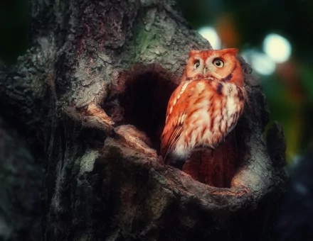A vivid HD desktop wallpaper featuring a majestic owl perched in a tree hollow, surrounded by lush, dark foliage. The owl's striking orange and white feathers create a mesmerizing focal point.