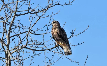 HD PC desktop wallpaper and background: a hawk perched on bare tree branches against a clear blue sky.