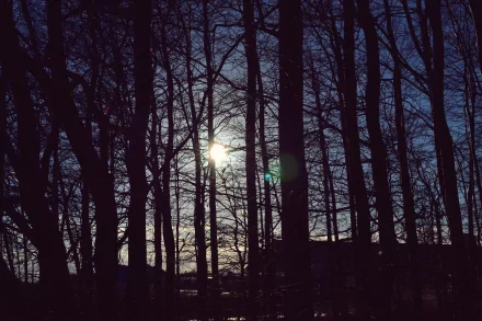 shadow tree nature forest HD Desktop Wallpaper | Background Image