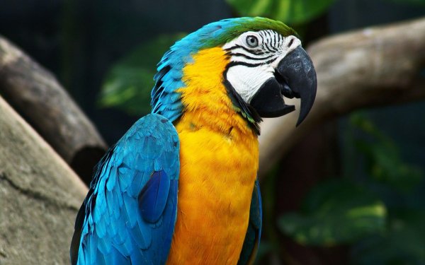 Animal Blue-and-yellow Macaw Birds Parrots Bird Parrot Yellow Blue Colorful Macaw HD Wallpaper | Background Image