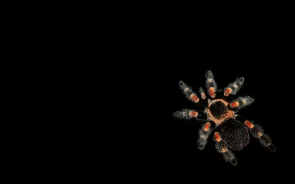 Animal tarantula HD Desktop Wallpaper | Background Image