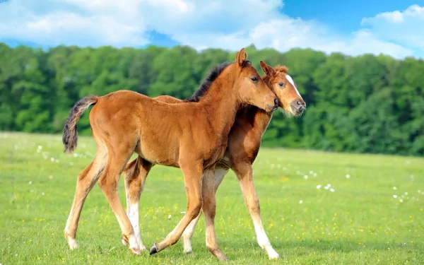Two young horses stroll through a lush green field under a bright blue sky with scattered clouds. This HD wallpaper portrays a serene, natural landscape.