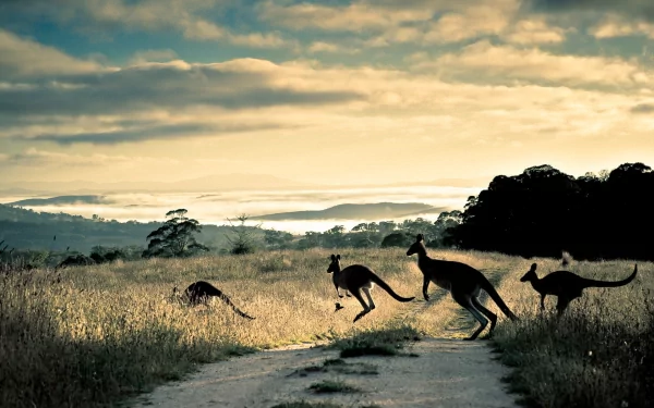 Animal kangaroo HD Desktop Wallpaper | Background Image