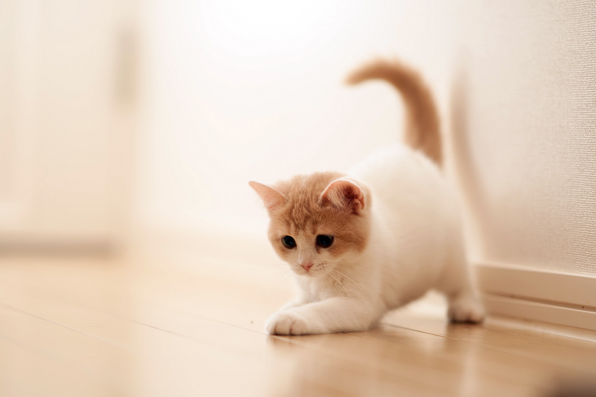 9800+ Cat HD Wallpapers and Backgrounds