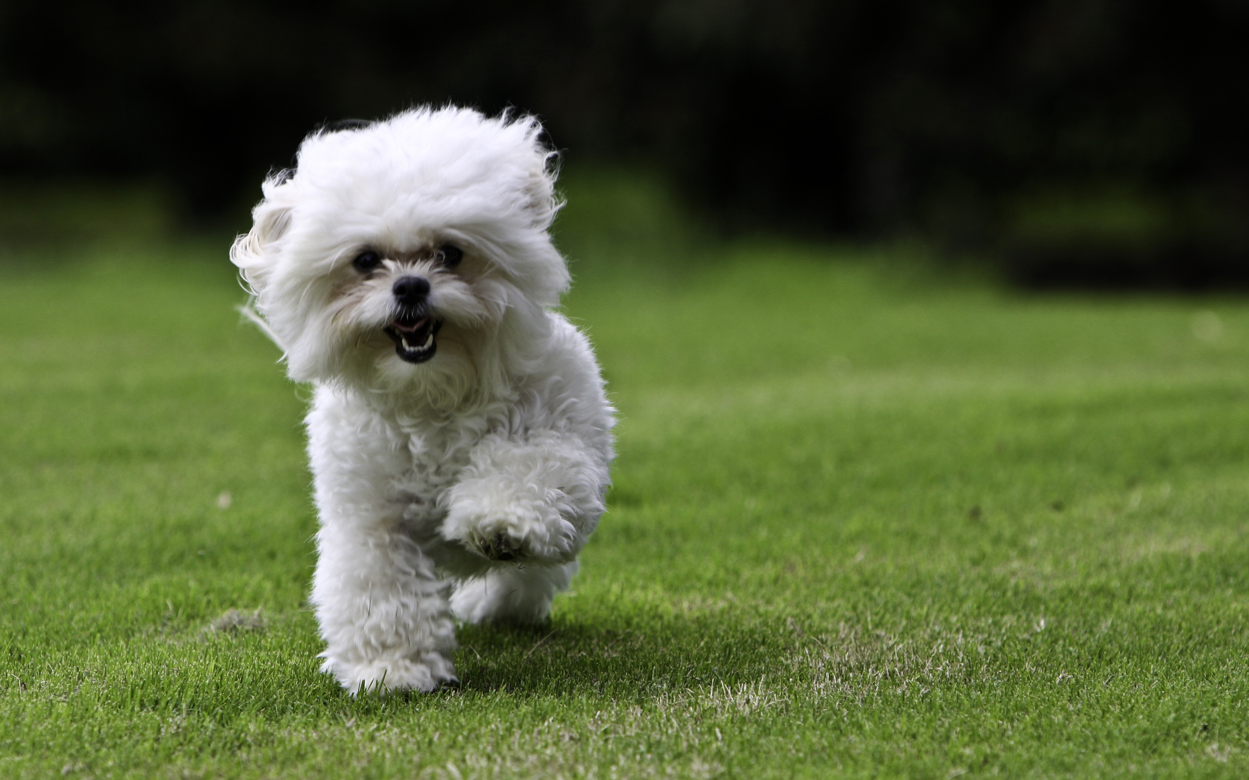 Download Animal Dog HD Wallpaper