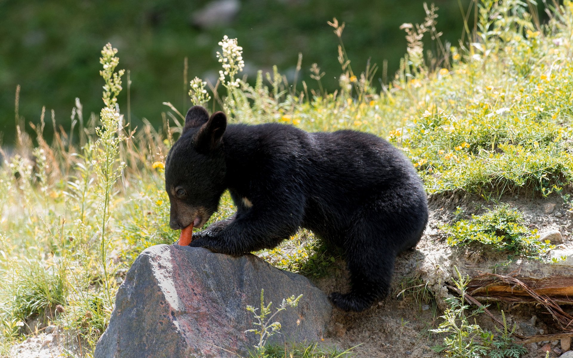 Bear Eating a Carrot Full HD Wallpaper and Background | 2560x1600 | ID:340416