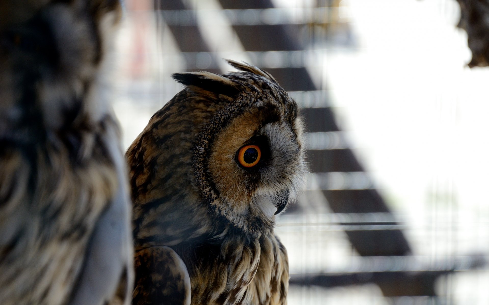Amber-Eyed Sentinel — Long-Eared Owl HD Wallpaper | 1920x1200 ...
