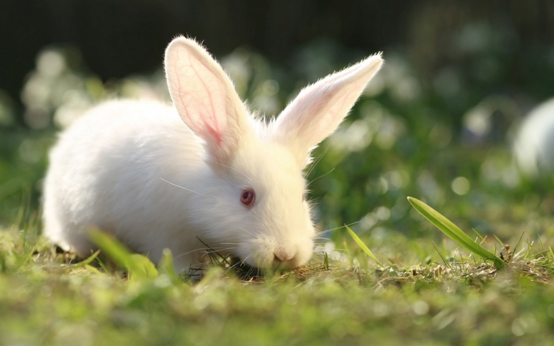 Download Animal Rabbit HD Wallpaper