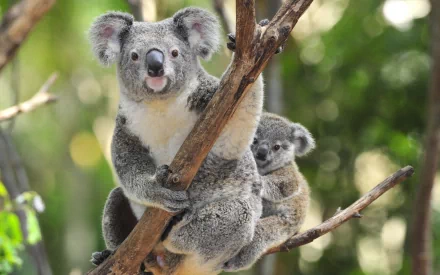 A charming HD wallpaper featuring a koala perched on a branch, with a baby koala nestled close behind, surrounded by lush greenery.