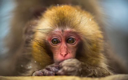 HD desktop wallpaper featuring a close-up of a contemplative monkey with detailed fur and expressive eyes.