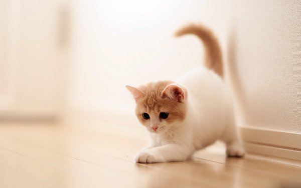 Animales Gato Gatos Kitten Lindo Fondo de pantalla HD | Fondo de Escritorio