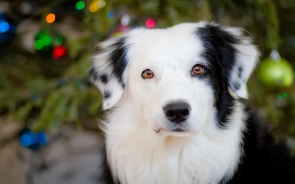 A close-up of a Border Collie with striking black and white fur, set against a blurred background of colorful holiday ornaments, creating a charming HD desktop wallpaper.