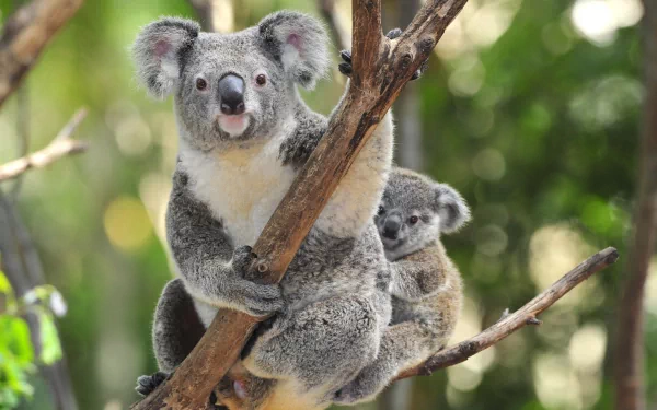 A charming HD wallpaper featuring a koala perched on a branch, with a baby koala nestled close behind, surrounded by lush greenery.