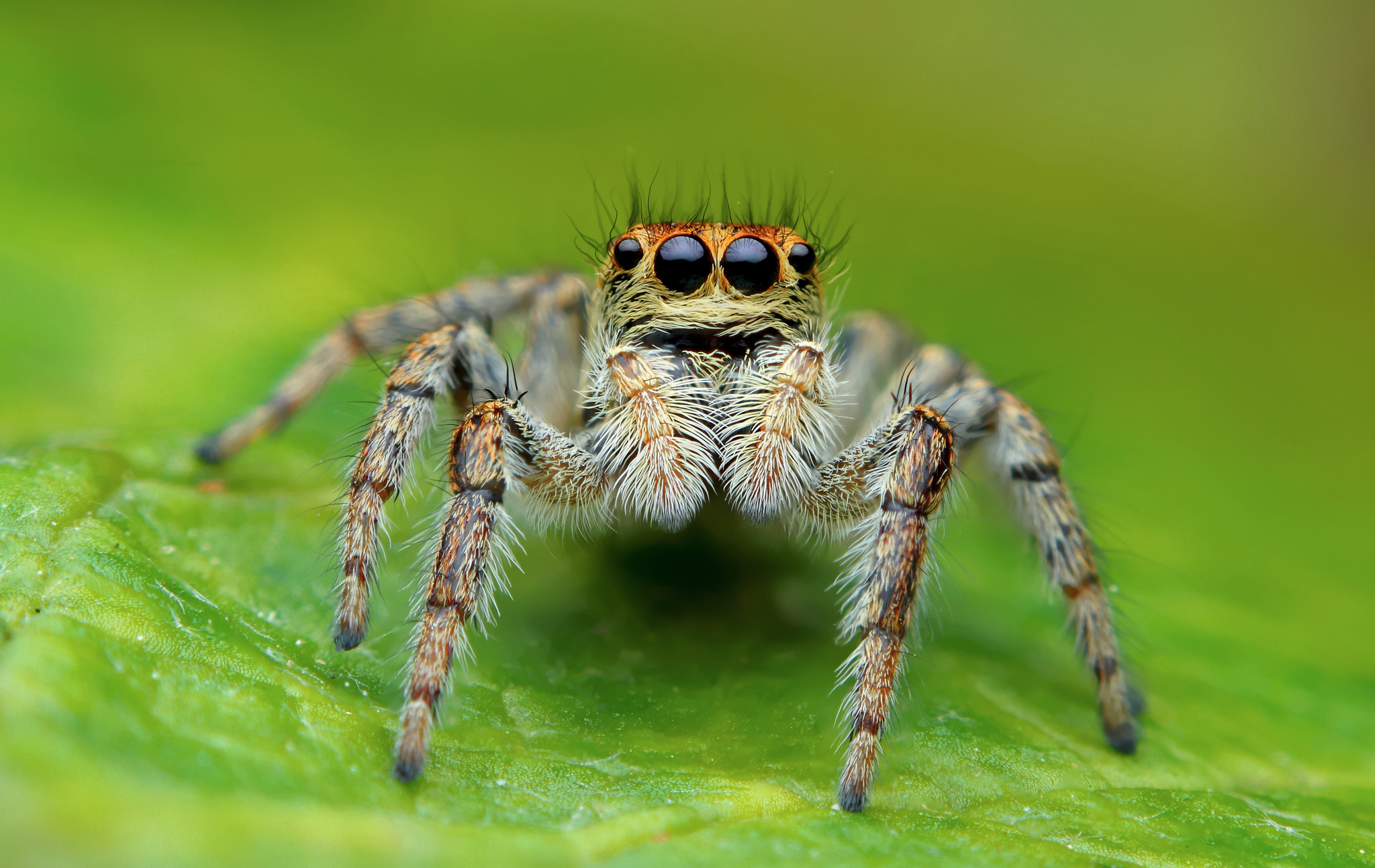 Animal Spider HD Wallpaper | Background Image