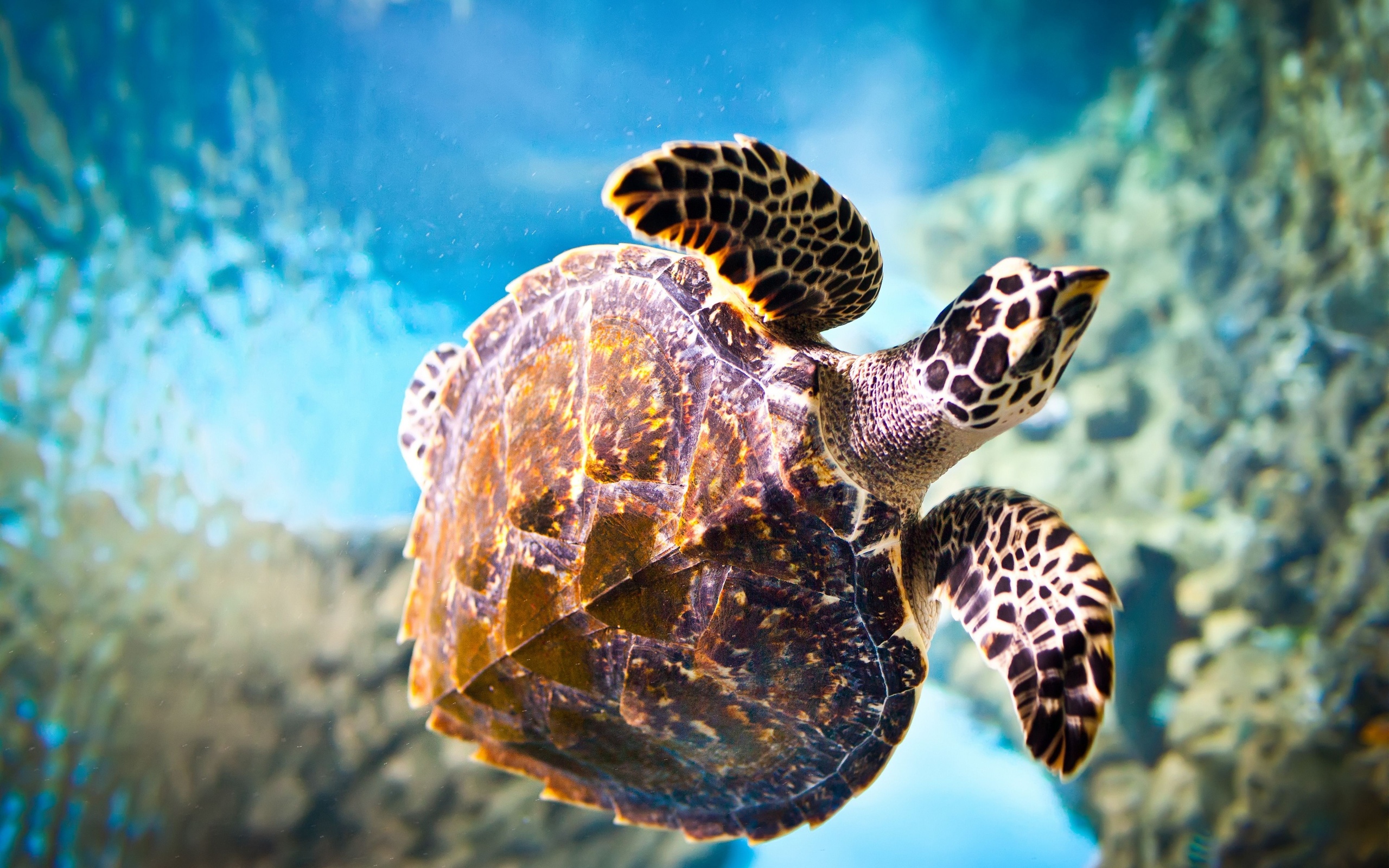 What is the title of this picture ? Turtle HD Wallpaper | Background Image | 2560x1600 | ID:341940