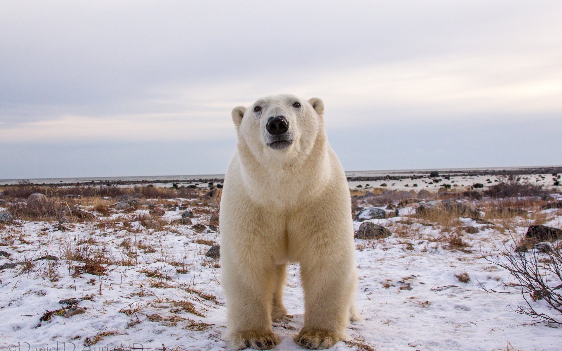 HD PC desktop wallpaper featuring a polar bear standing on snowy terrain under a cloudy sky.