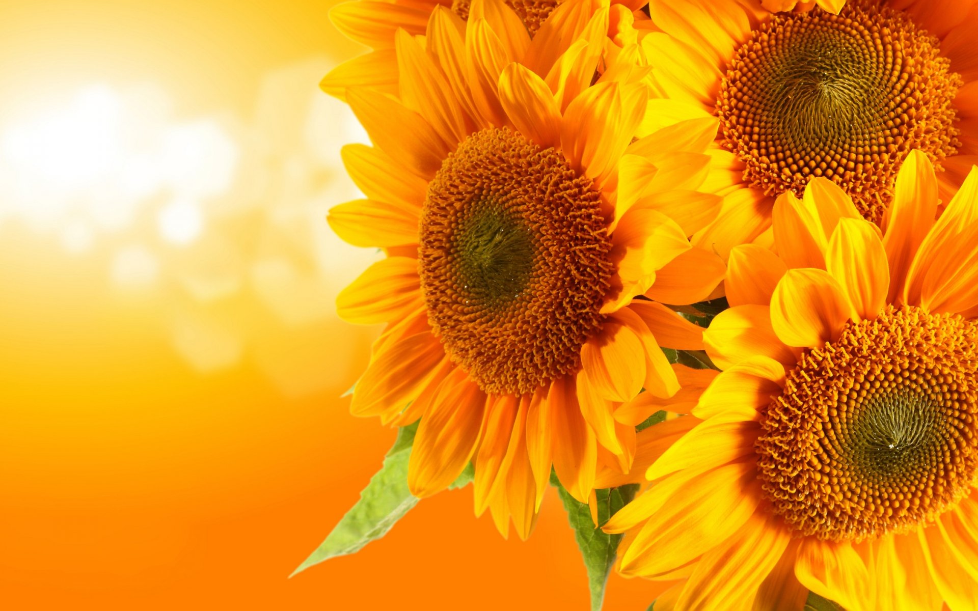 Download Nature Sunflower HD Wallpaper